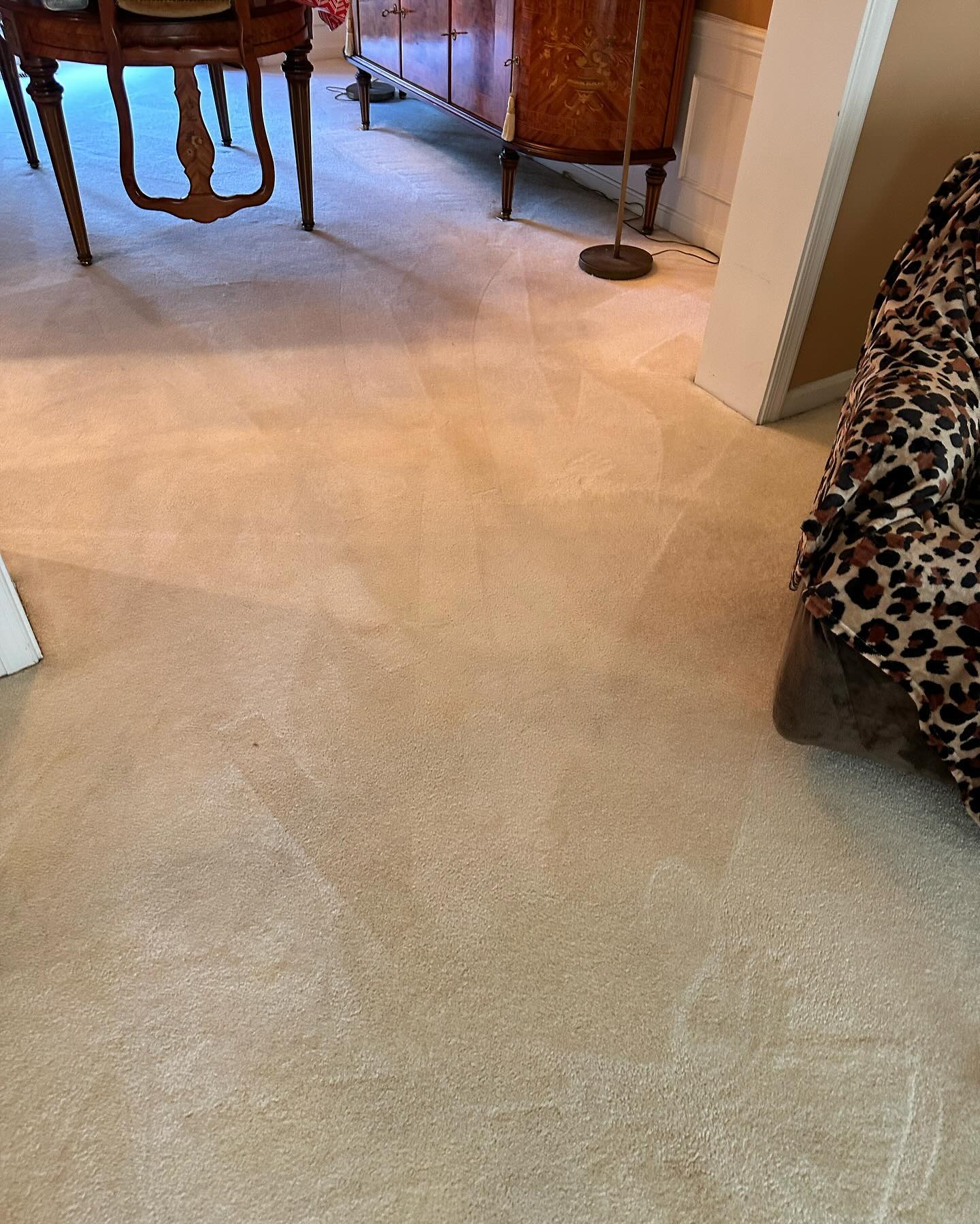 Wide view of the same rooms after cleaning, uniform light carpet