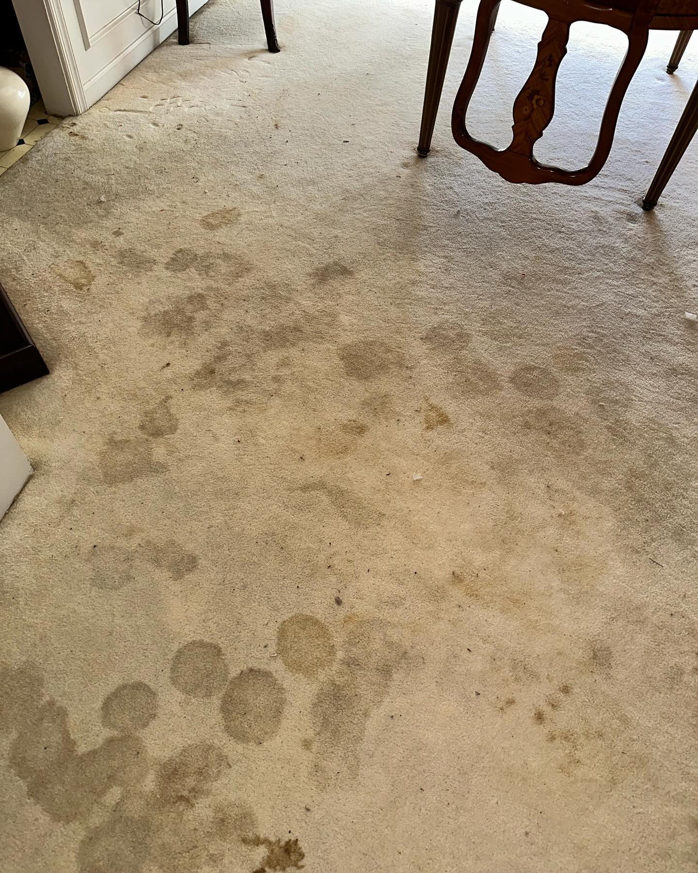 Cream wool dining room carpet covered in overlapping brown spill rings before cleaning