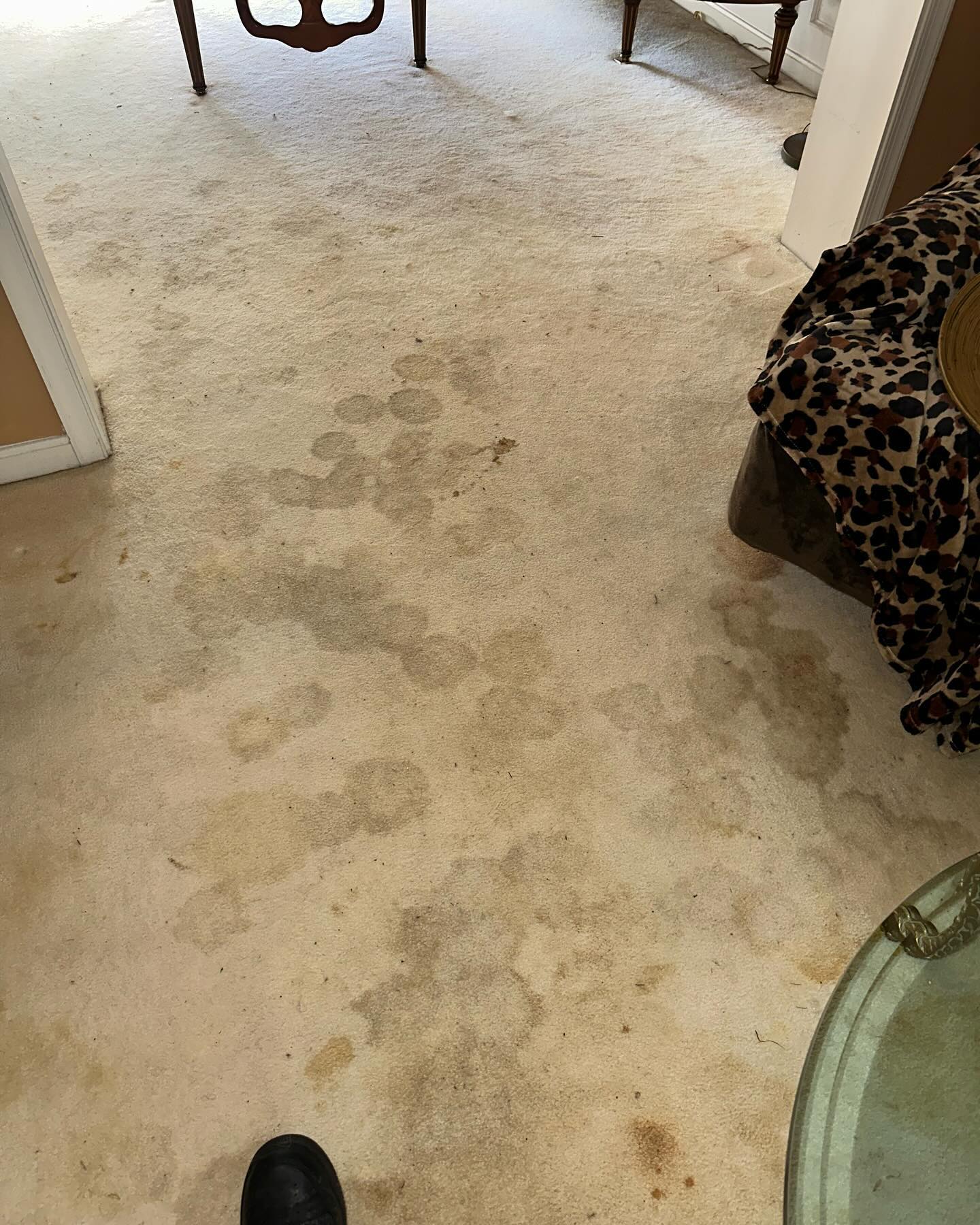 Wide view of the stained carpet running into the next room